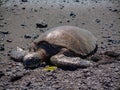 A resting green sea turtle on the black sand Punalu`u beach on the big island of Hawaii