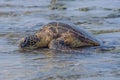 Resting Green Sea Turtle Royalty Free Stock Photo