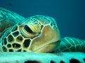 Resting green turtle Royalty Free Stock Photo