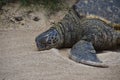 A resting green turtle