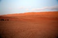 The resting of the herd of camels, in the distance, at sunset in the red desert of Oman, Wahiba Sands / Sharqiya Sands, Oman Royalty Free Stock Photo