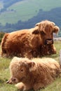 Resting Highland Cattle Calf Royalty Free Stock Photo