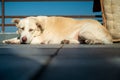 Resting Himalayan Shepherd Dog in an Indian Home, Uttarakhand, India. Majestic Gaddi Dog, Perfect Blend of Nature and Domesticity Royalty Free Stock Photo