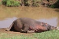 Resting hippo