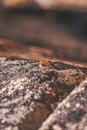 Resting Hornet on a Cool Rock