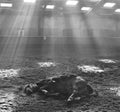 RESTING HORSE UNDER SUNBEAMS AT DE STAP Royalty Free Stock Photo