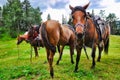 Resting horses Royalty Free Stock Photo