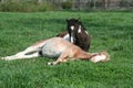 Resting Horses Royalty Free Stock Photo