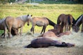 Resting horses Royalty Free Stock Photo