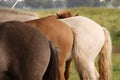 Resting horses under a tree. The hindquarters of horses. Royalty Free Stock Photo