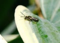 Resting on a Hosta leaf, a small Sweat Bee, Lasioglossum floridanum, soaks up the sunshine