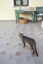 Resting housecats in Greek traditional patio