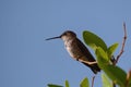 Resting Humingbird on branch