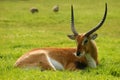 Resting Impala