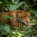 Resting on its forepaws, in a tropical setting, evoking the dense Royalty Free Stock Photo