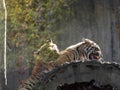 Baby games Sumatran Tiger Royalty Free Stock Photo