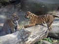 Baby games Sumatran Tiger, Panthera tigris sumatrae Royalty Free Stock Photo