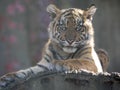 Resting jung Sumatran Tiger, Panthera tigris sumatrae Royalty Free Stock Photo