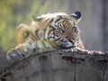 Resting jung Sumatran Tiger, Panthera tigris sumatrae Royalty Free Stock Photo