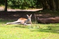 Resting Kangaroo Royalty Free Stock Photo