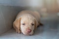 Resting labrador cub on floor