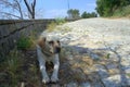 Resting Labrador