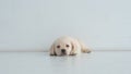 Resting labrador puppy lies on a white floor