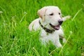 Resting labrador retriever