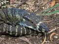 Resting Lace Goanna