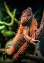 Leguan in terrarium