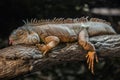 Resting leguan lizard Royalty Free Stock Photo