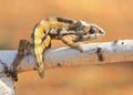 Resting leguan