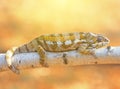 Resting leguan