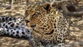 Resting leopard in namibia