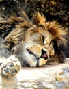 Resting lion Royalty Free Stock Photo