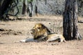 Resting lion Royalty Free Stock Photo