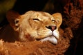 Resting lion