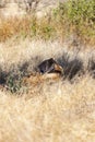 Resting Lion In The Bush