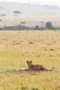 A resting lion cub. Savanna of Masai Mara, Kenya Royalty Free Stock Photo