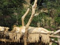 Resting lion female (lioness) with slightly open eyes Royalty Free Stock Photo