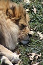 Resting lion Royalty Free Stock Photo