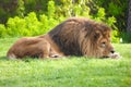 Resting lion on the green grass