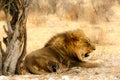Resting Lion Royalty Free Stock Photo