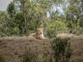 Resting Lion Royalty Free Stock Photo