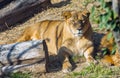 Resting lion at Safari World, Bangkok Thai Royalty Free Stock Photo