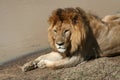 Resting lion in Tanzania Royalty Free Stock Photo