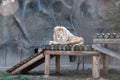 Resting lion on a wooden platform in the zoo. Wild animal