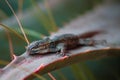 Resting lizard on agave leaf