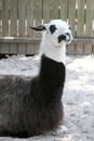 Resting llama Royalty Free Stock Photo