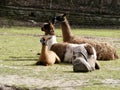 Resting llama family at High Park Zoo Royalty Free Stock Photo